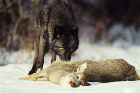 Wolves in New York? | Outdoor Life