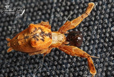 Spot eight-legged creatures during Sterkspruit Nature Reserve spider ...