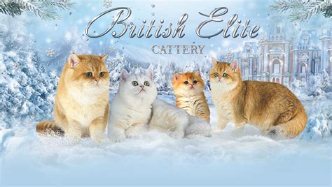 British Shorthair Breeders Ontario | Kittens & Cats for Sale