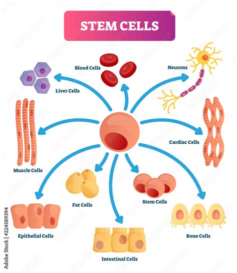 Embryonic Stem Cells Diagram