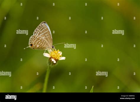 small Garden butterflies Stock Photo - Alamy