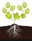 The Basics of Understanding Soil Fertility and Soil Testing - GREAT ...