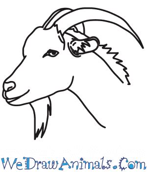 How to Draw a Goat Head