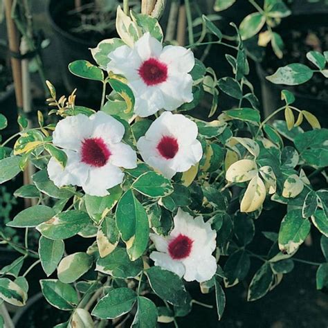 Pandorea jasminoides Bower of Beauty Vine 10_Seeds | Etsy