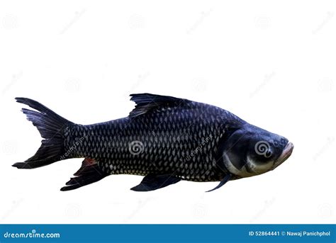 Siamese Giant Carp, Giant Barb Fish Stock Image - Image of chinese, lake: 52864441