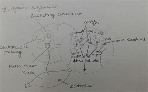 Pharmacology of Drugs: Hyoscine butylbromide