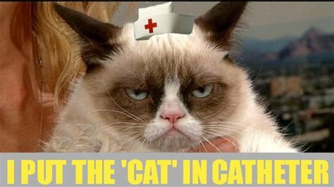 Pin by Ali Kelly on I play nurse | Grumpy cat, Nurse humor, Cats