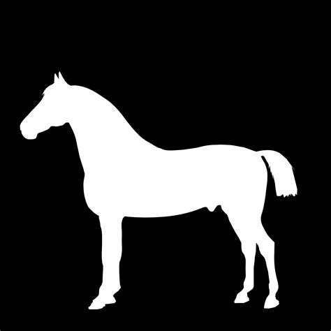White Horse Standing On Black Free Stock Photo - Public Domain Pictures