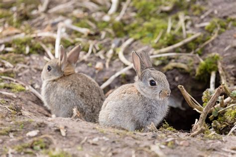 Rabbit Hole Significado En Ingles - A Pictures Of Hole 2018