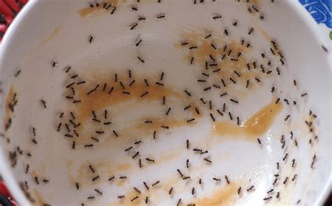 Seven Quick & Effective Ant-Prevention Tips For Bradenton Property Owners