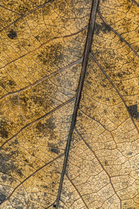 Dead Yellow/Brown Leaf Closeup Picture Free for Your Blog or Web Article