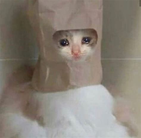 94 Sad Cat Meme Crying Animals