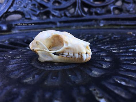 roadkillandcrows — Fruit bat skull.