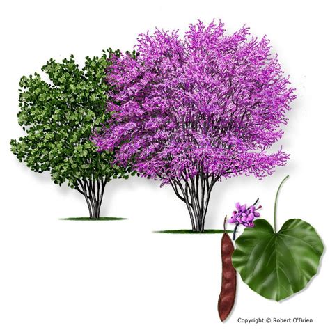 Mexican redbud - Cercis canadensis var. mexicana | Redbud tree, Mexican redbud tree, Redbud tree ...