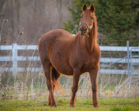The 7 Most Popular Horse Breeds And Why We Love Them