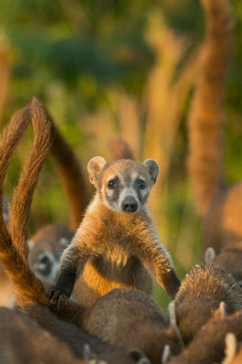 Baby Coatimundi Animal