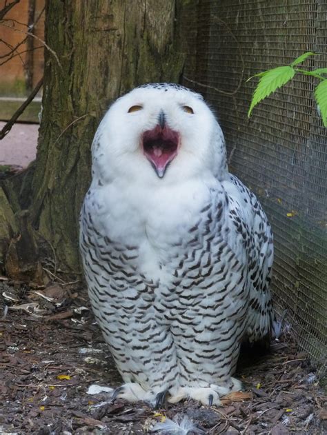 Laughing Owl by Aewendil on DeviantArt