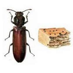 Wood Borer Treatment Services in Pune, Reliable Pest Control | ID: 3464219648