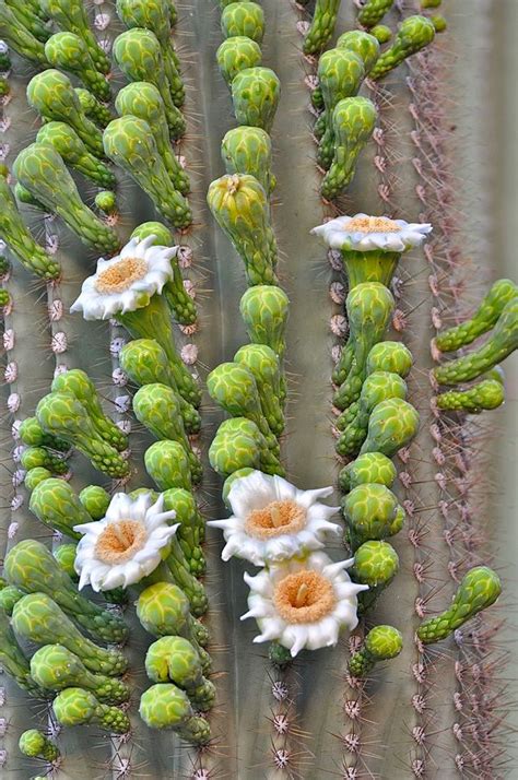 Saguaros: Living Bouquets of the Sonoran Desert | Cactus flower, Blooming cactus, Cactus plants