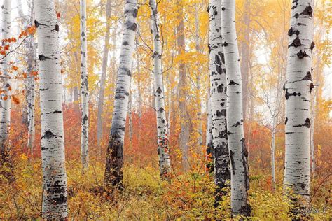 Foggy Aspen Tree Photography Art Prints | Fine Art Prints By Aaron Reed