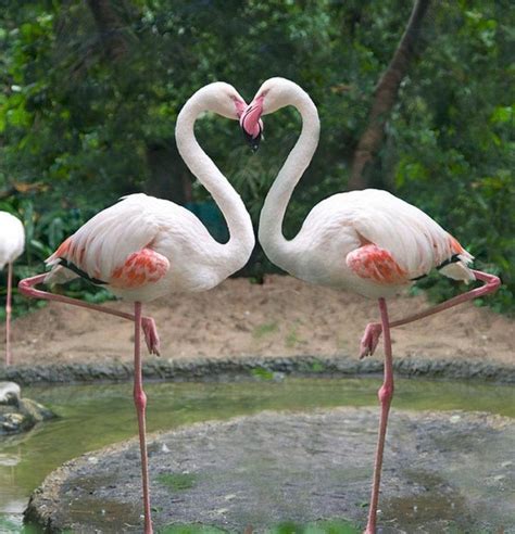 Beautiful Flamingo's | Birds | Pinterest