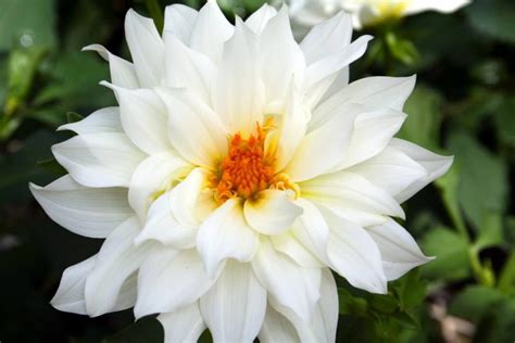 Beautiful White Flowers Names References – Mdqahtani