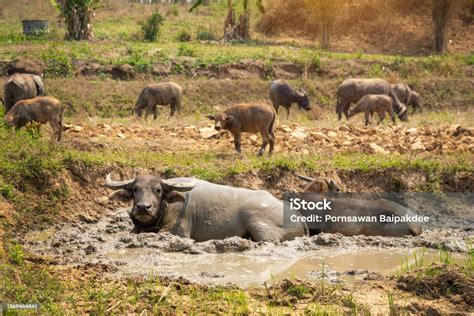 Water Buffaloes Swamp Buffalo Soaked Stock Photo - Download Image Now - Agricultural Field ...