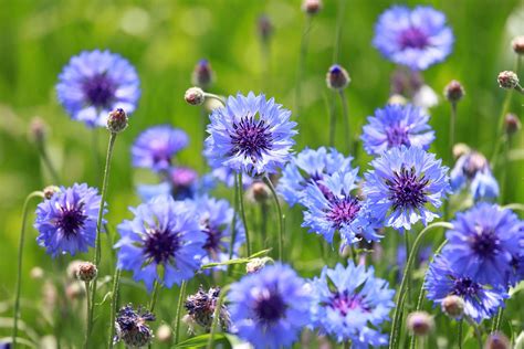 How To Grow Bachelor Buttons – Ultimate Cornflower Guide | Gardening Know How