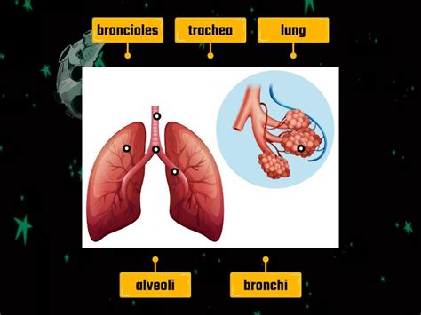 endocrine - Labelled diagram