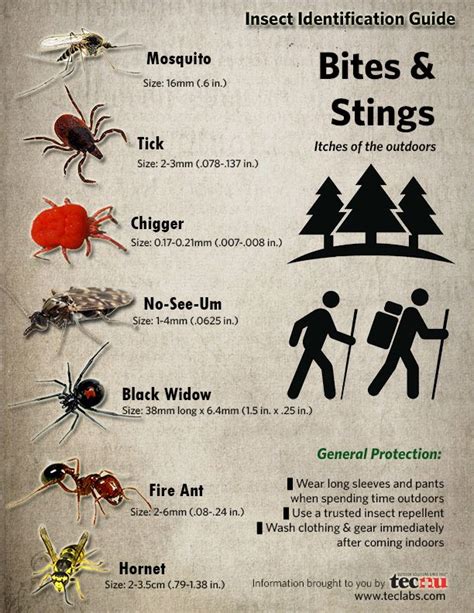 {Infographic} Insect Identification Guide. Every wonder what's biting ...