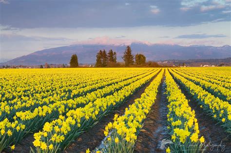 Skagit Valley Daffodil fields, Washington - Alan Crowe Photography