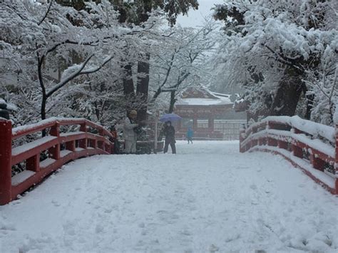 Snowstorm leaves 19 dead, causes transport chaos in Japan | Inquirer News