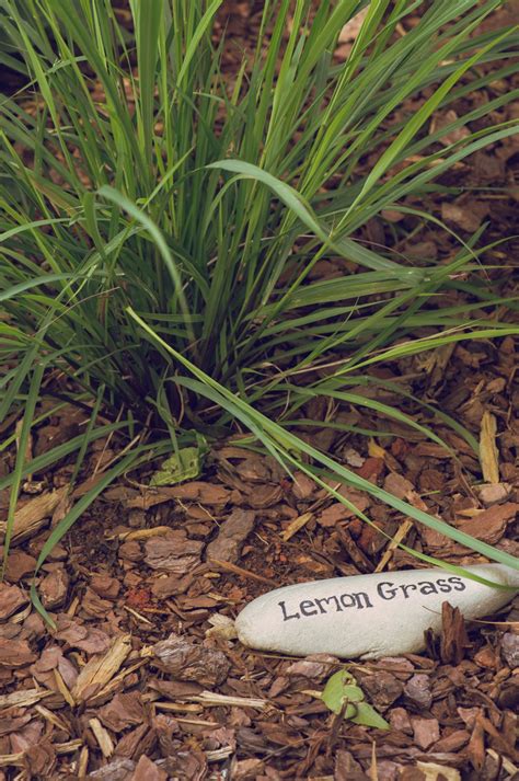 How to grow lemongrass: an easy step-by-step | Homes & Gardens