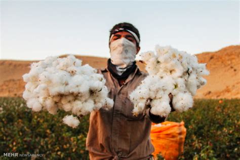 Cotton Picking Season In Iran In Photos - Iran Front Page