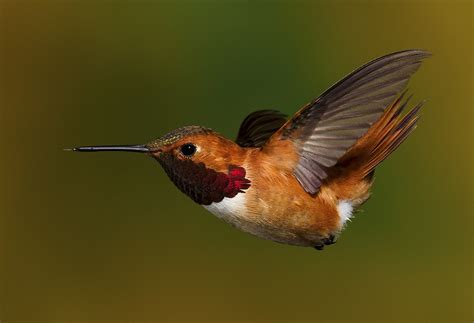 Rufous Hummingbird Migration Range, Diet, Facts, Pictures