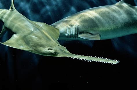 A Sawfish Pristis Species Swims Photograph by George Grall