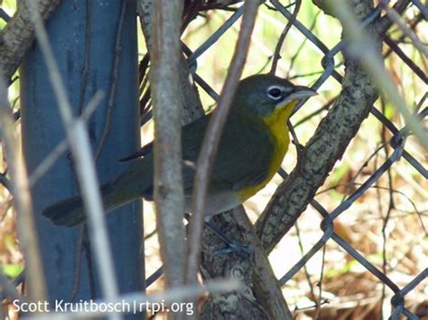 Yellow-breasted Chat Guide - New York Natural Heritage Program