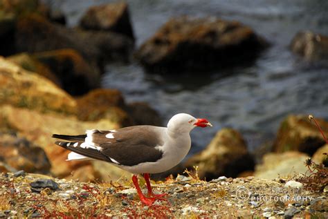 Argentina Wildlife – Ramdas Iyer Photography