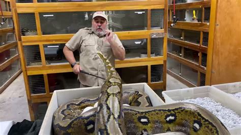 ANGRY RETICULATED PYTHON with EGGs at Prehistoric Pets! - YouTube