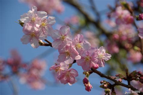 The Cherry Blossoms of Japan - Swain Destinations Travel Blog