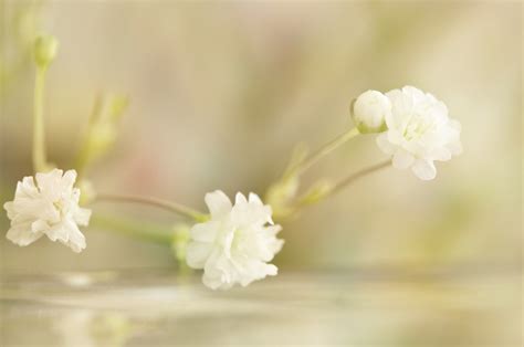 Wallpaper : white, food, flowers, branch, green, blurred, blossom, spring, flower, flora, petal ...