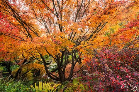 UC Berkeley Botanical Garden Photo | Richard Wong Photography