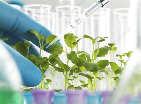 Plant Biotechnology - Stock Image - F011/8840 - Science Photo Library