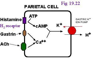 BSCI440: Lecture 18 - Digestion II