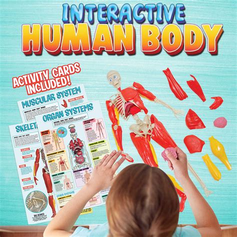 Be Amazing! Toys Interactive Human Body Fully Poseable Anatomy Figure – 14” Tall Human Body ...