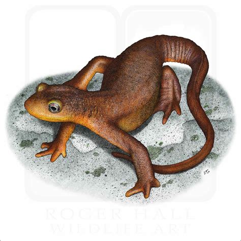 California Newt - Signed Fine Art Print - inkart