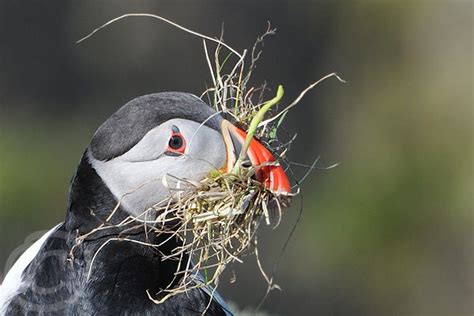 Puffin with Nest Materials