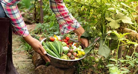 Harvesting Vegetables - English Gardens