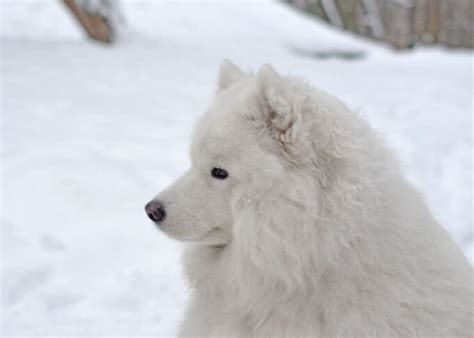 Dog's Nose Changing Color: Why Did It Change From Black To Pink? – Top ...