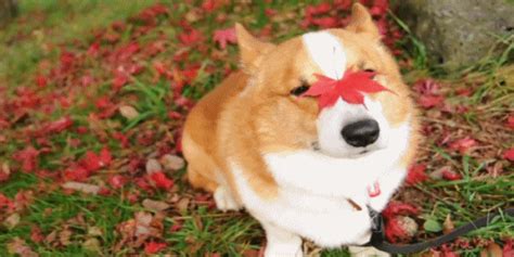 The Cutest Corgi GIFs Ever Seen